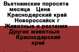 Вьетнамские поросята 1.5 месяца › Цена ­ 2 500 - Краснодарский край, Новороссийск г. Животные и растения » Другие животные   . Краснодарский край